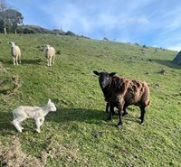 A Little Bit of Country in the City