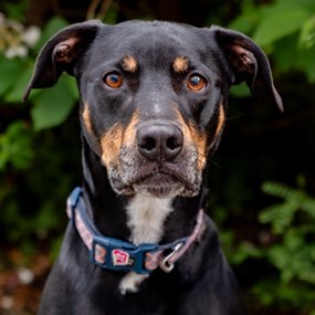 Beau