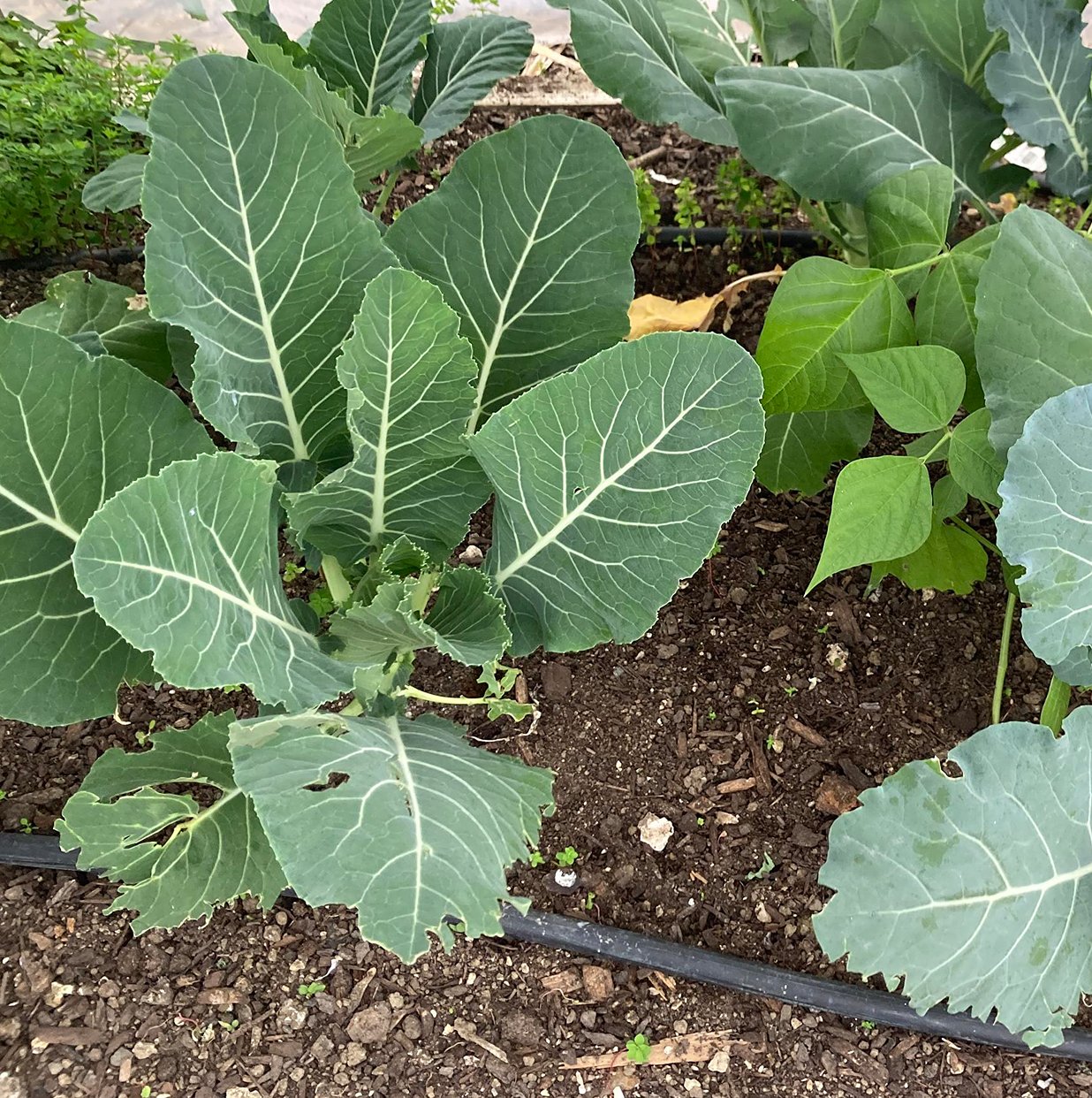 Garden To Table